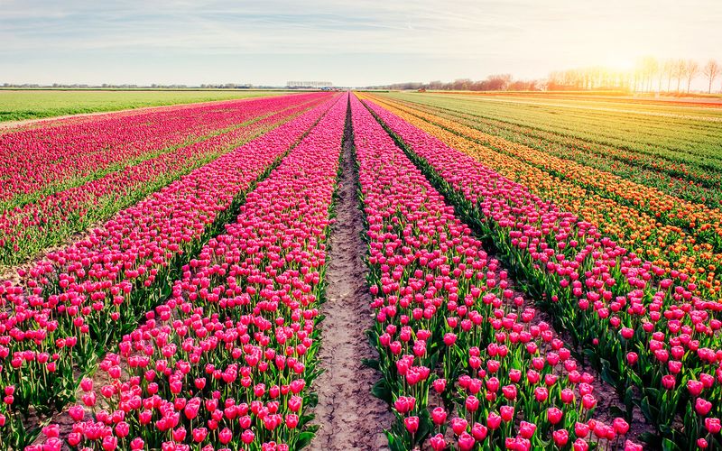April - Amsterdam, Netherlands
