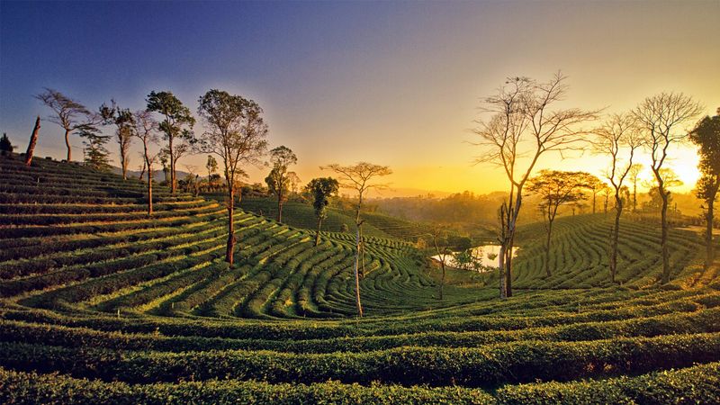 Assam, India