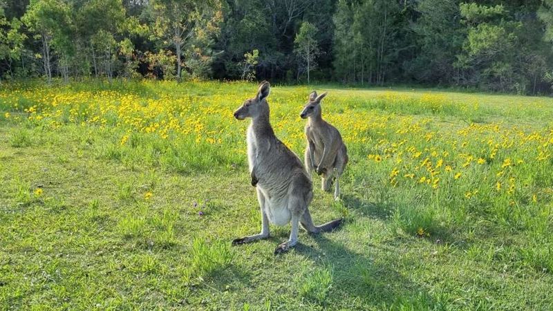 Kangaroo Encounters in the Wilds of Australia