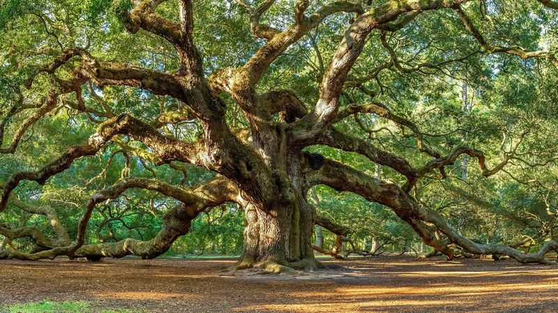 South Carolina – Angel Oak Tree