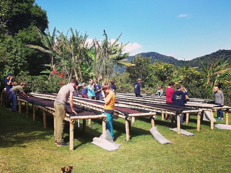 Boquete Coffee Tour