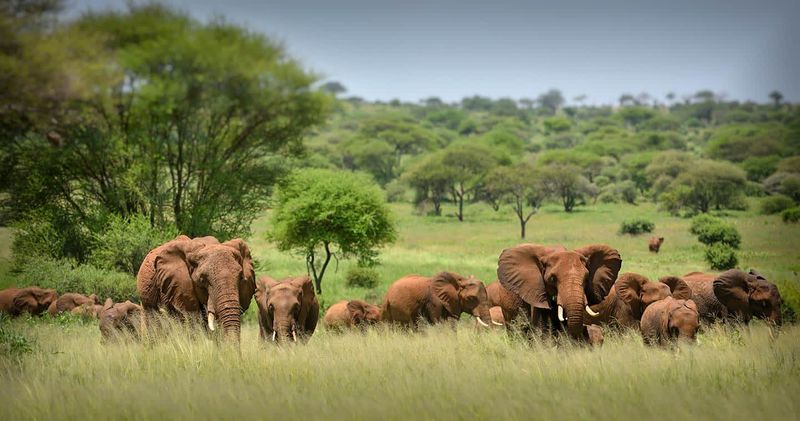 Safari in the Serengeti