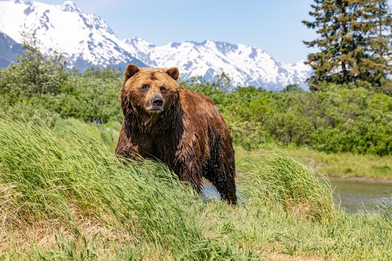 Alaska Wildlife Conservation Center