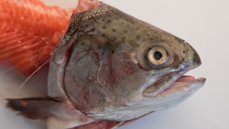 Stinkheads (Fermented Fish Heads) – Alaska