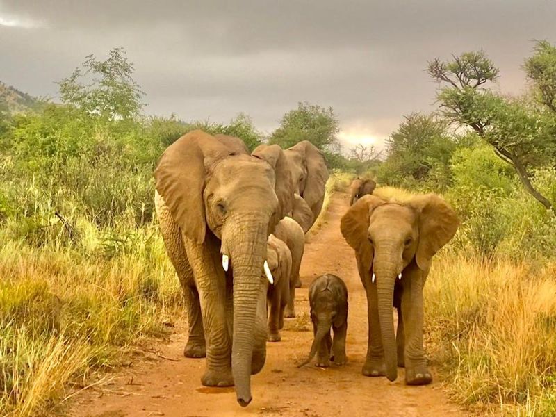 Safari Adventure in South Africa