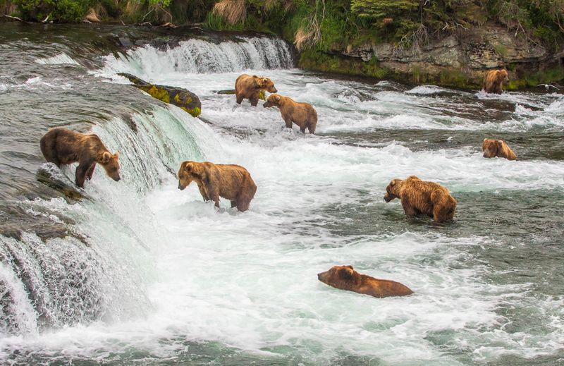 Bear Watching in Katmai National Park, Alaska