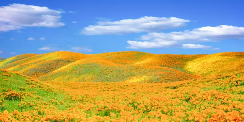 California Super Bloom