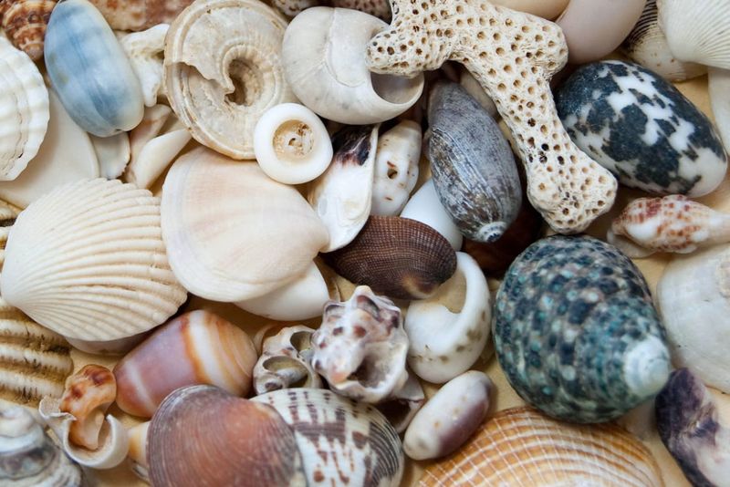 Shell Hunting Without the Crowds