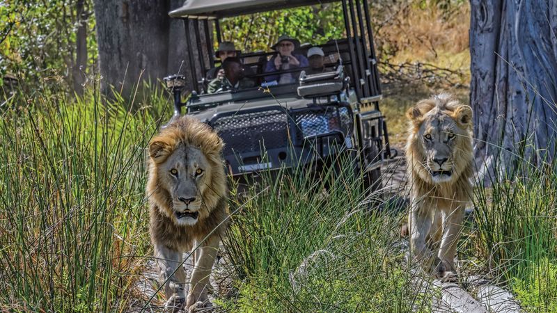 Safari in the Okavango Delta, Botswana