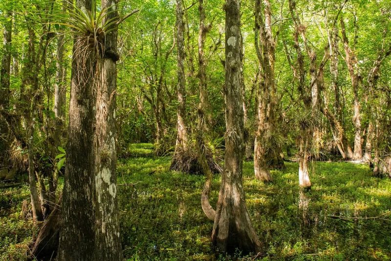 Big Cypress National Preserve, Florida