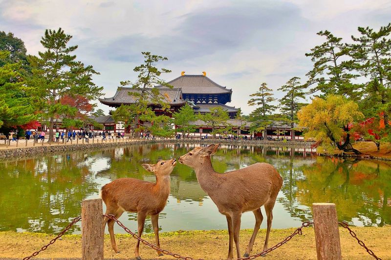 Nara, Japan