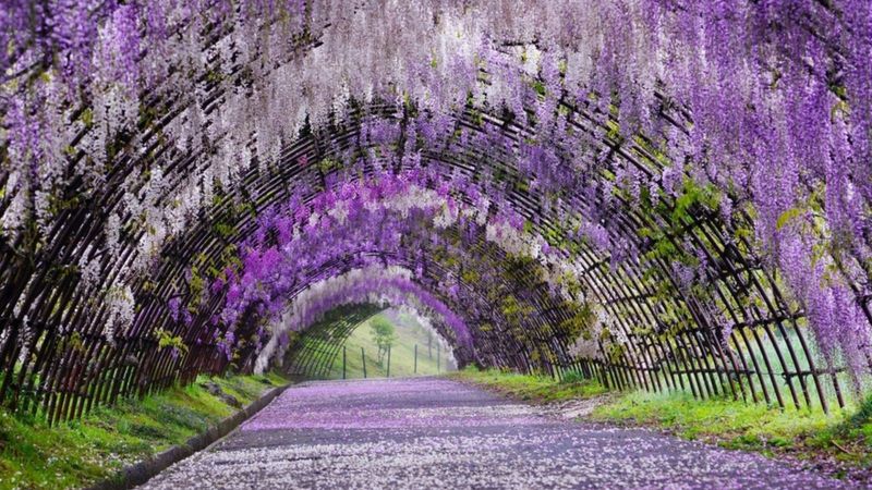 Japan's Wisteria Festival, Ashikaga Flower Park