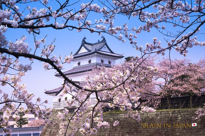 Japanese Cherry Blossom Journey