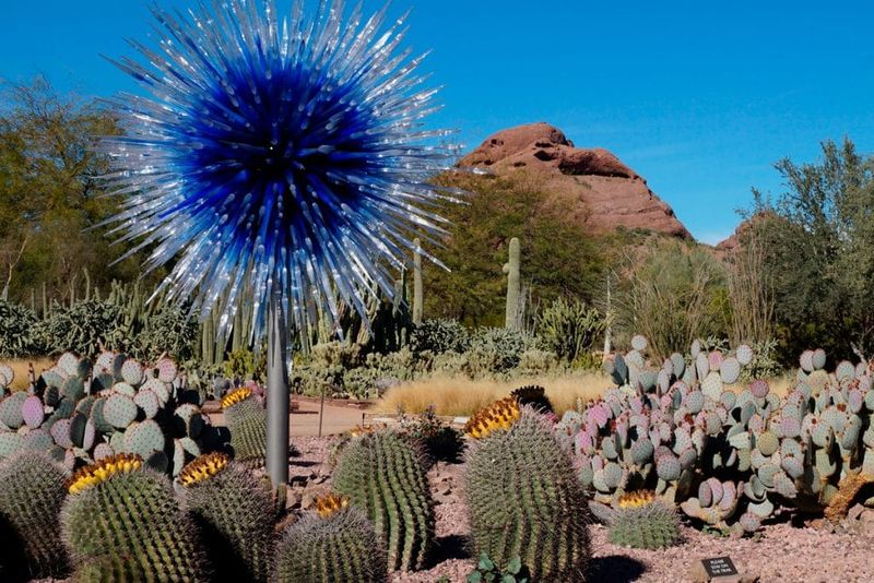 Desert Botanical Garden