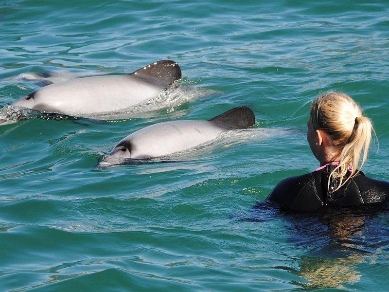 Swimming with Wild Dolphins in New Zealand