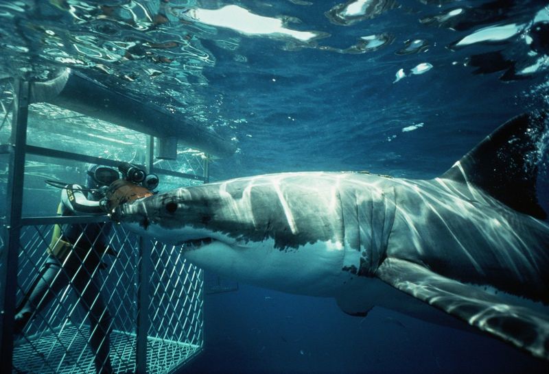 Dive with Great White Sharks