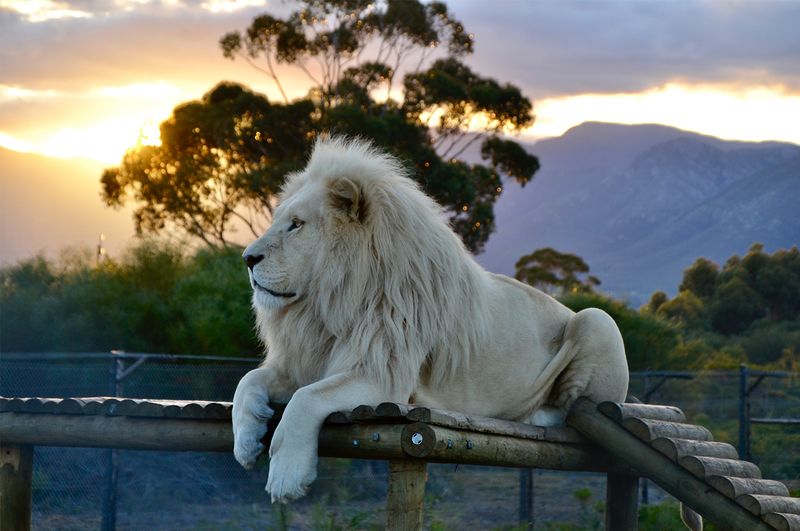 Panthera Africa Big Cat Sanctuary – South Africa