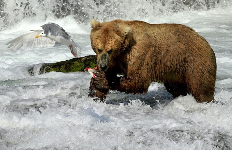Katmai National Park