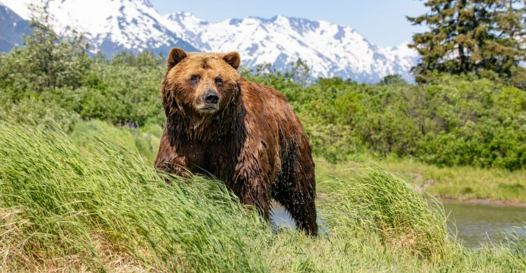 You Won’t Believe These 15 Alaska Wonders Are Just A Drive Away