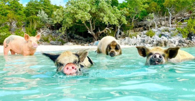 10 Best Caribbean Islands You Need To Visit
