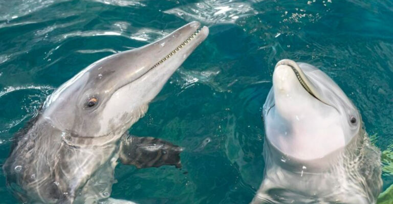 10 Florida attractions that are just as much fun as Disney and Universal