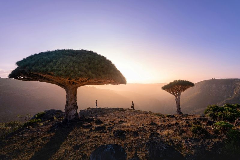 Socotra Island, Yemen - Where Fantasy Meets Reality