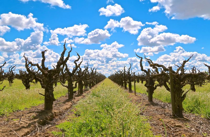 Zinfandel Capital