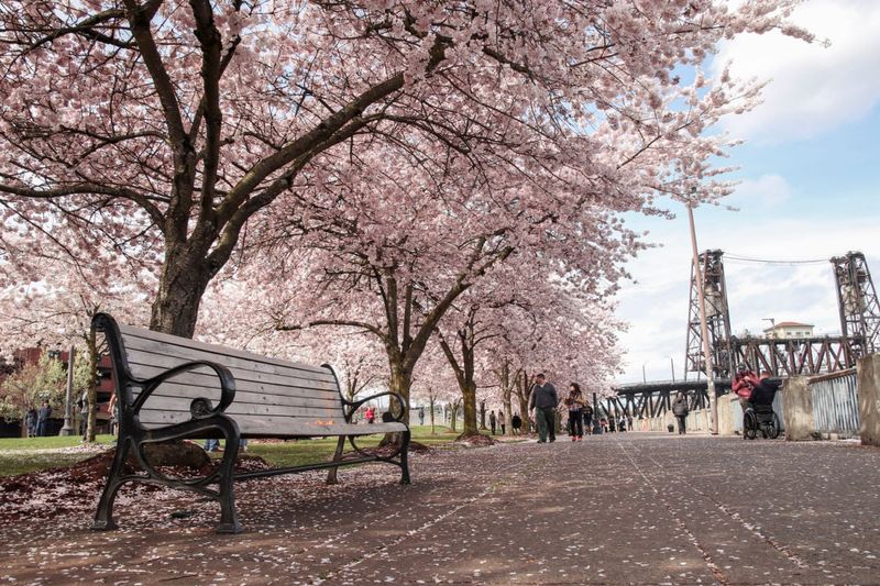 Portland, Oregon: City of Roses and Self-Discovery