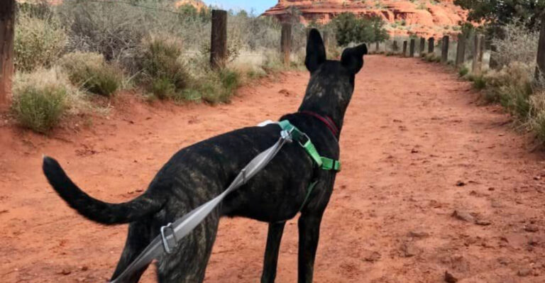 12 Pet‑Friendly Memorial Day Escapes Where Fido Is Welcome