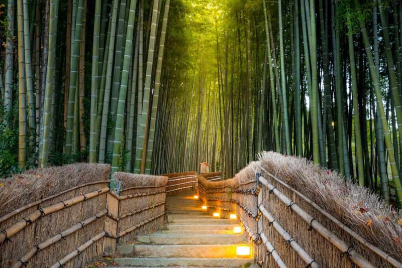 Kyoto's Bamboo Groves