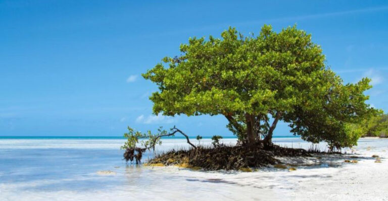 15 Florida Beaches That Look Straight Out Of The Caribbean + 2 That Fell Flat When I Got There