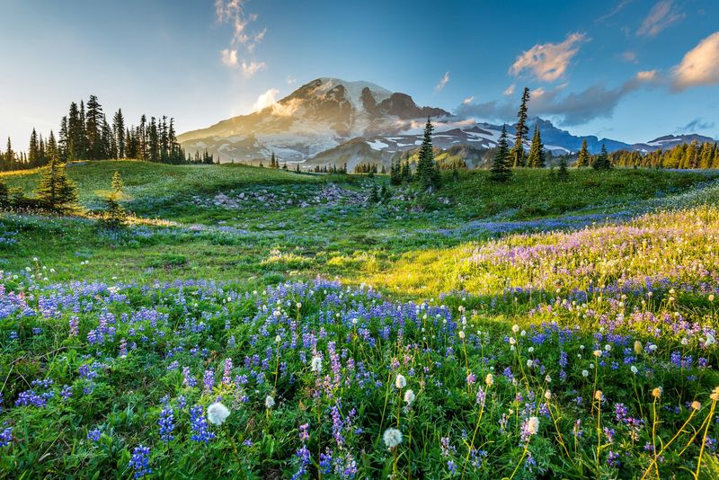 Mount Rainier National Park – Washington