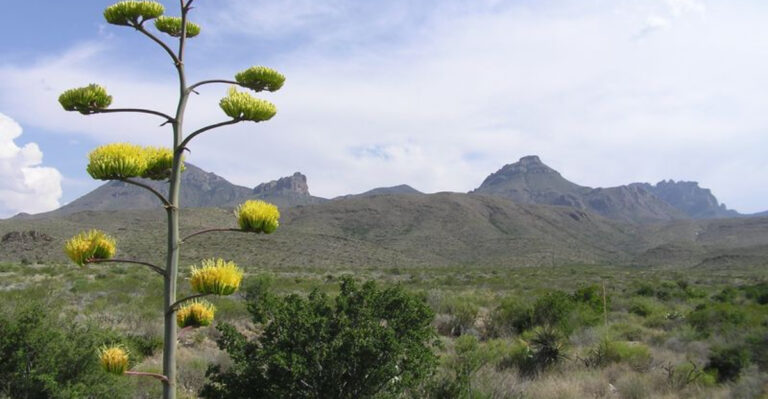 15 Must-Do Wildflower Hikes In The US For Nature Lovers