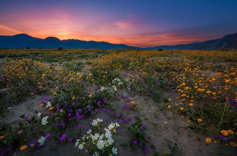 Hidden Desert Oasis
