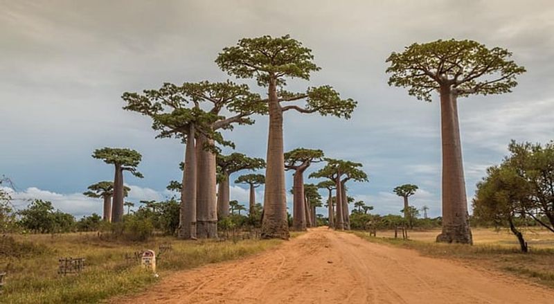 Reforestation in Madagascar