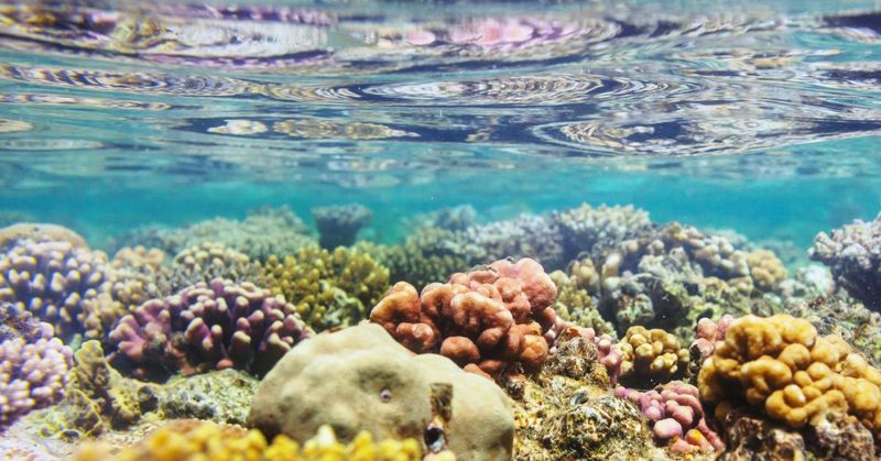 John Pennekamp Coral Reef State Park