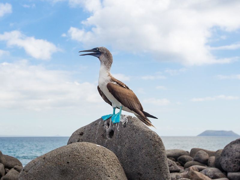 Dance with Darwin's Discoveries in the Galápagos Islands, Ecuador