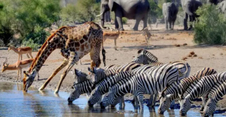 17 Once-In-A-Lifetime Wildlife Adventures Around The World