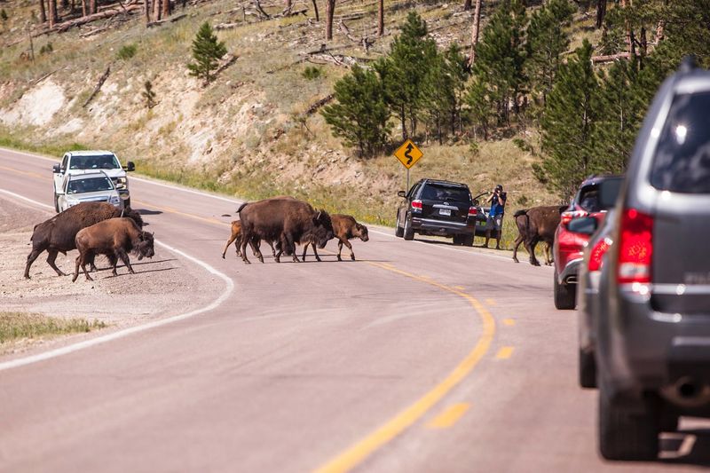 Custer State Park, South Dakota