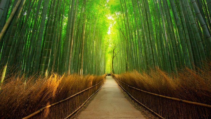 Kyoto's Bamboo Forest at Dawn