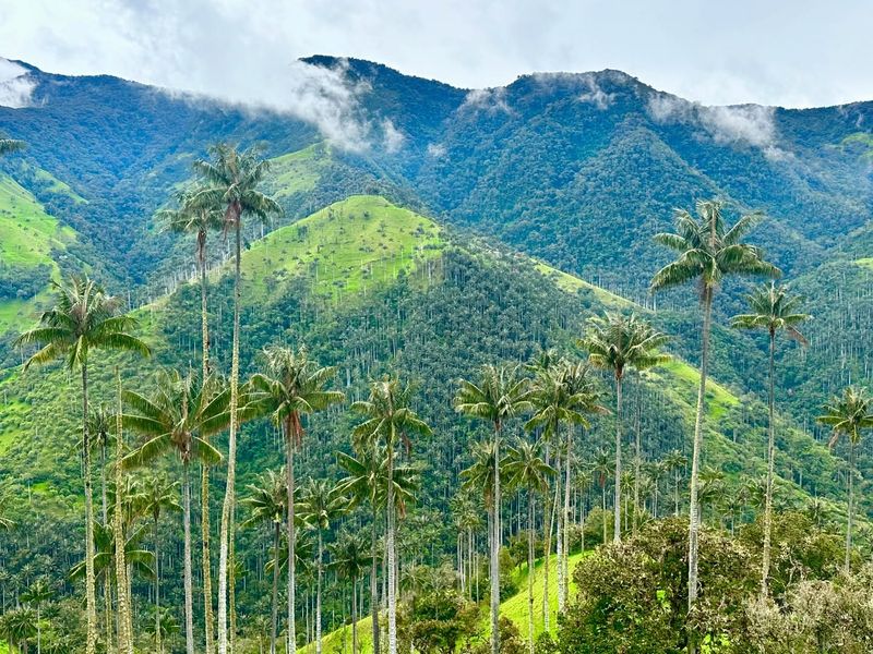 Valle De Cocora, Colombia