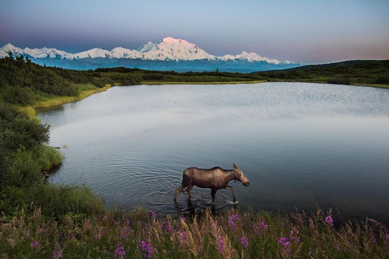 Alaska, Denali National Park