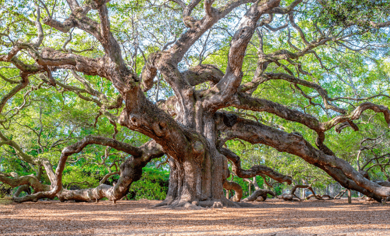 South Carolina – Angel Oak Tree, Johns Island