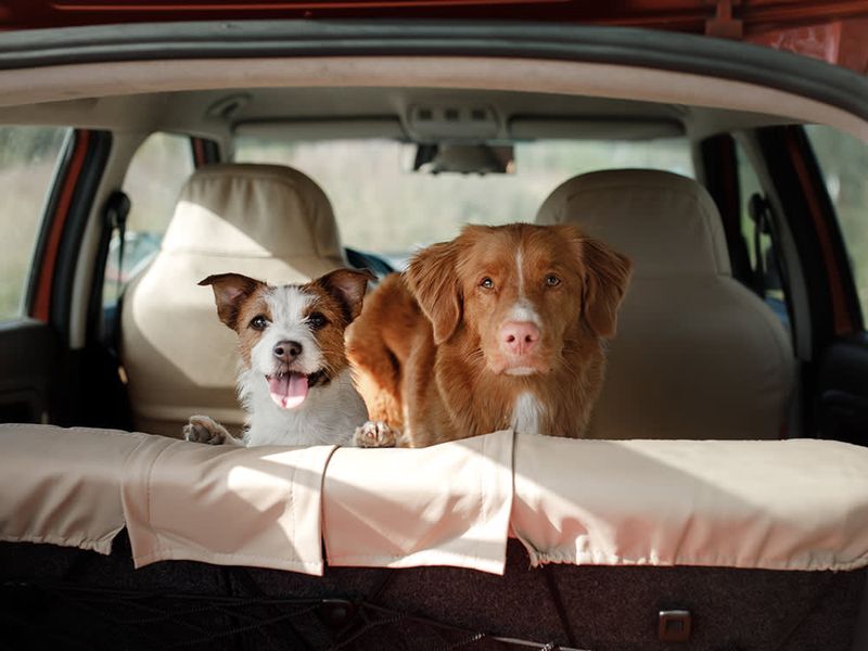 Making The Final Decision: What's Best For Your Pet And You