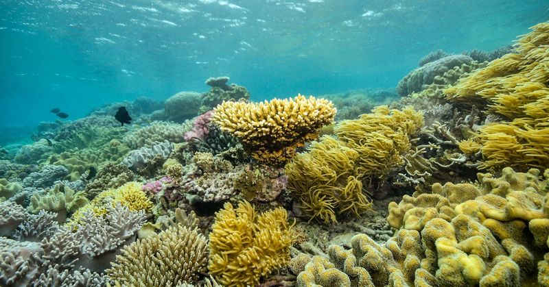 Great Barrier Reef, Australia