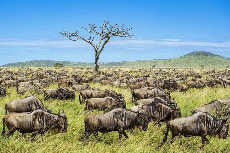 Serengeti National Park, Tanzania