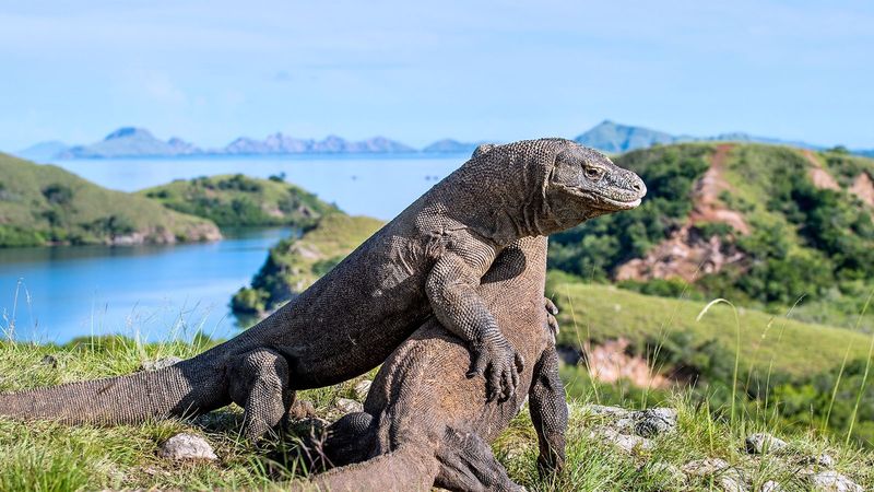Komodo Island, Indonesia