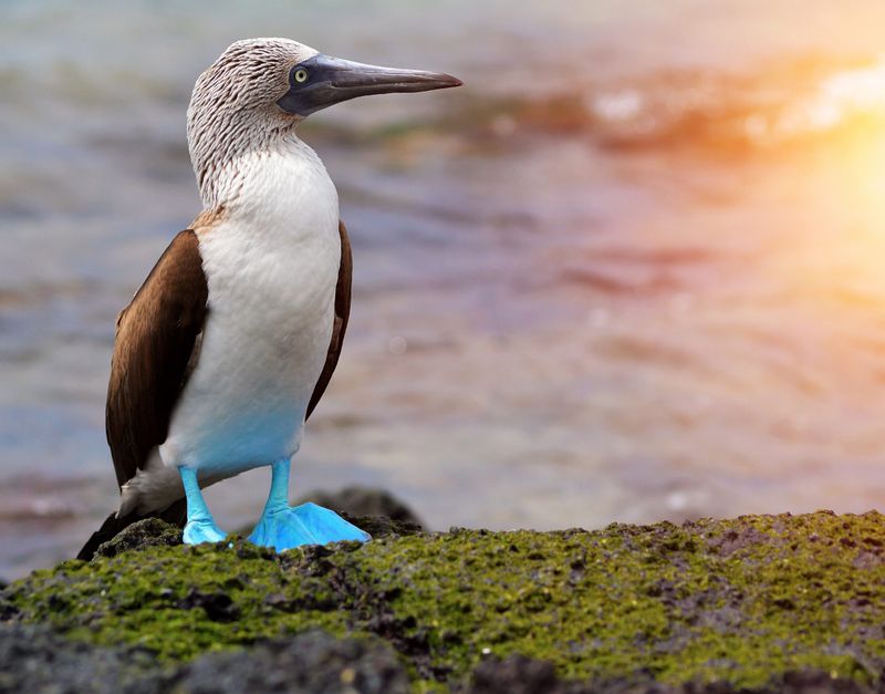The Galápagos Islands' Fearless Wildlife