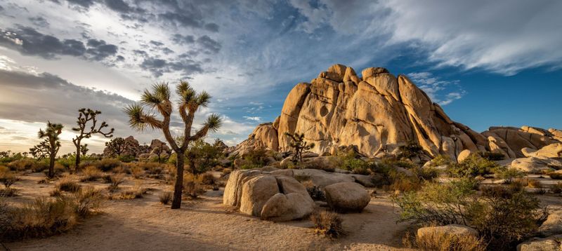 Joshua Tree, California