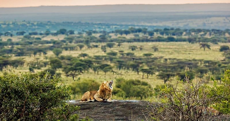 Safari in the Serengeti